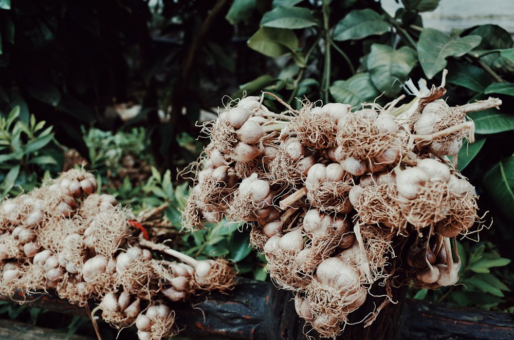 Garlic